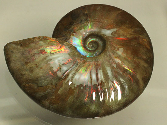 チャンスプライス！この大判イリデッセンスアンモナイト(Ammonite)をこのお値段で！（その15）