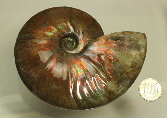 チャンスプライス！この大判イリデッセンスアンモナイト(Ammonite)をこのお値段で！（その16）