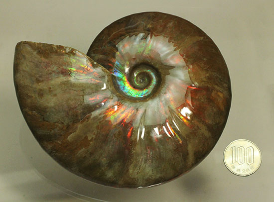 チャンスプライス！この大判イリデッセンスアンモナイト(Ammonite)をこのお値段で！（その17）