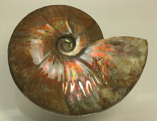 チャンスプライス！この大判イリデッセンスアンモナイト(Ammonite)をこのお値段で！（その3）