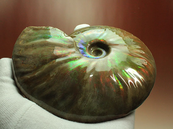 チャンスプライス！この大判イリデッセンスアンモナイト(Ammonite)をこのお値段で！（その4）