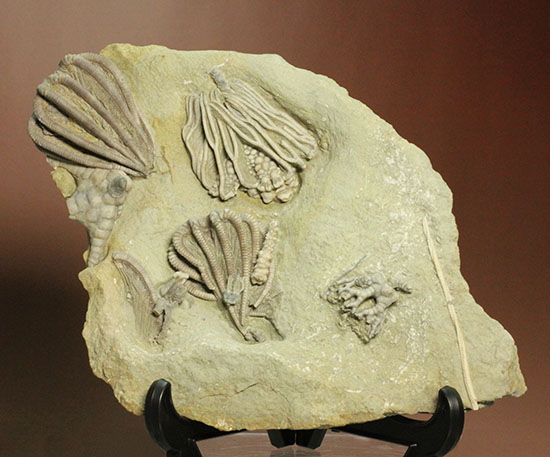 コレクター垂涎品、恐ろしい保存状態、希少なインディアナ州産ウミユリ群集化石（その2）