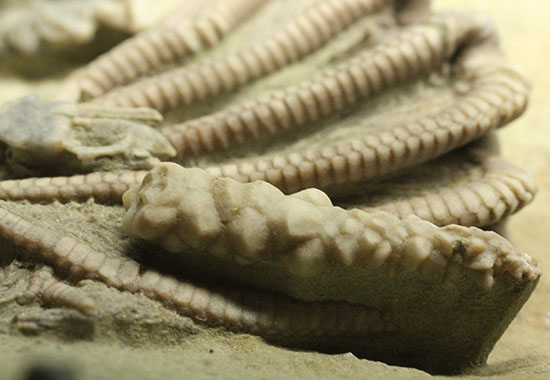 コレクター垂涎品、恐ろしい保存状態、希少なインディアナ州産ウミユリ群集化石（その7）