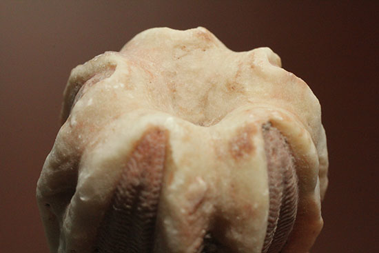 触手でプランクトンを補食していたウミツボミ(Deltablastus permicus)のホウの化石（その11）