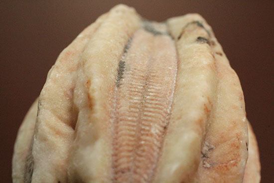 触手でプランクトンを補食していたウミツボミ(Deltablastus permicus)のホウの化石