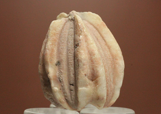 触手でプランクトンを補食していたウミツボミ(Deltablastus permicus)のホウの化石（その3）