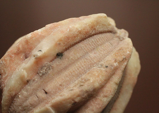 触手でプランクトンを補食していたウミツボミ(Deltablastus permicus)のホウの化石（その6）