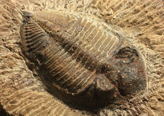 三葉虫ズリコバスピス母岩付き標本（その4）