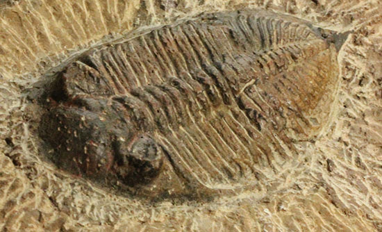 三葉虫ズリコバスピス母岩付き標本（その6）