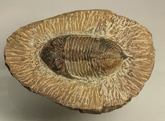 三葉虫ズリコバスピス母岩付き標本（その8）