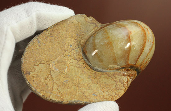 ケイ酸塩鉱物で美しく置換されたノーチラスことオウムガイの化石（その7）