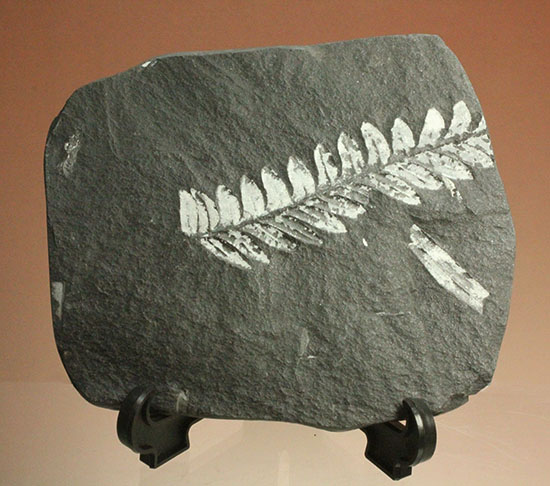 表裏、別種のシダ植物化石が楽しめる石炭紀プレート化石