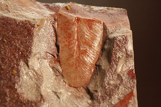 大陸移動説の証拠の一つ、グロッソプテリスの化石（その1）