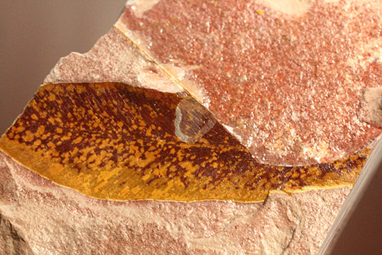 大陸移動説の証拠の一つ、グロッソプテリスの化石（その11）