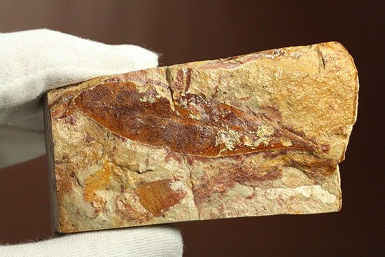 大陸移動説の証拠の一つ、グロッソプテリスの化石（その12）