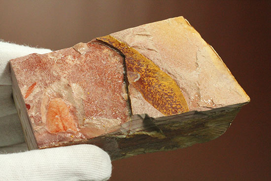 大陸移動説の証拠の一つ、グロッソプテリスの化石（その13）