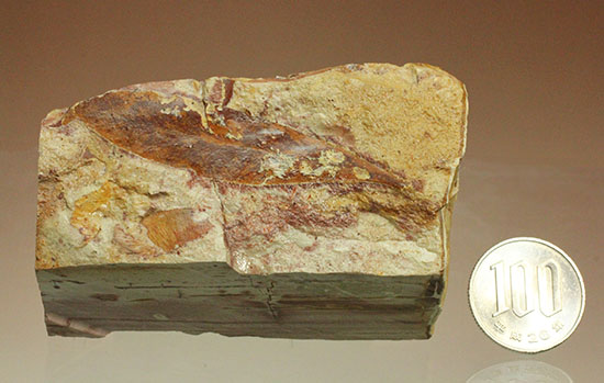 大陸移動説の証拠の一つ、グロッソプテリスの化石（その14）