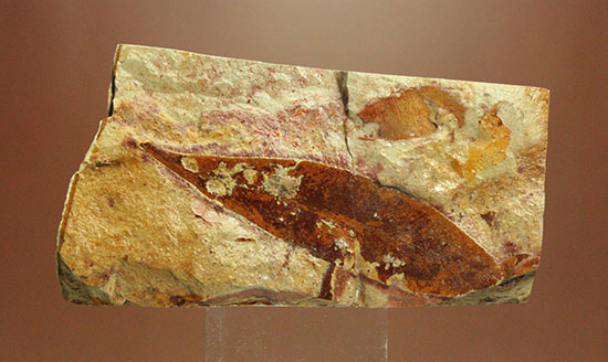 大陸移動説の証拠の一つ、グロッソプテリスの化石（その2）