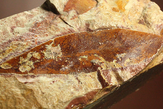 大陸移動説の証拠の一つ、グロッソプテリスの化石（その3）