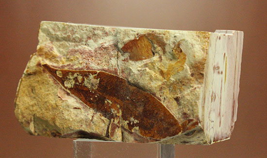 大陸移動説の証拠の一つ、グロッソプテリスの化石（その4）
