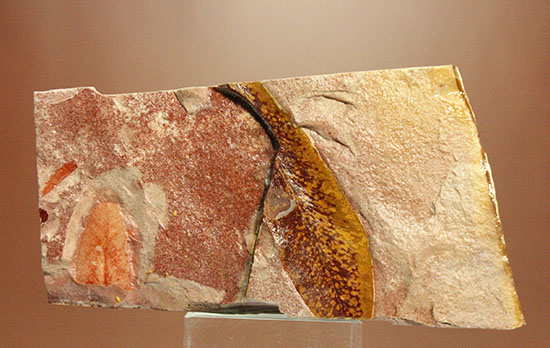 大陸移動説の証拠の一つ、グロッソプテリスの化石（その6）
