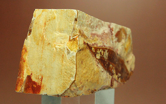 大陸移動説の証拠の一つ、グロッソプテリスの化石（その8）