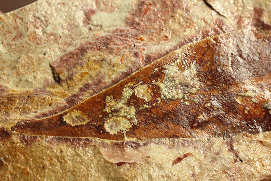 大陸移動説の証拠の一つ、グロッソプテリスの化石（その9）