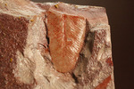 大陸移動説の証拠の一つ、グロッソプテリスの化石