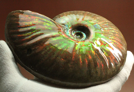 ５００ｇオーバー！大きなグリーンの光の玉現る、マダガスカル産アンモナイト(Ammonite)