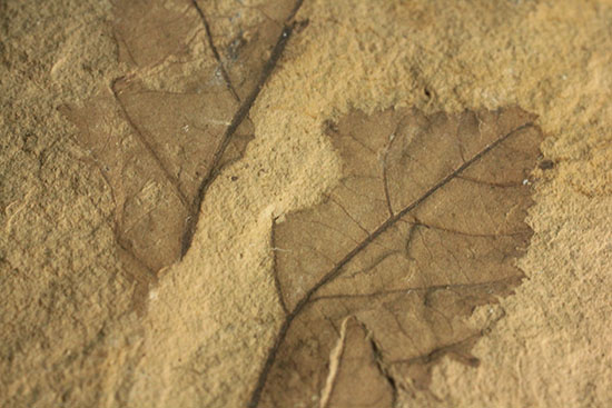網目状の葉脈が味わい深い葉化石