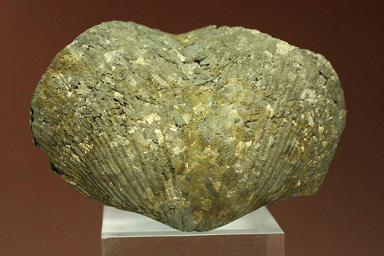 変わり種コレクション黄鉄鉱化した二枚貝の化石