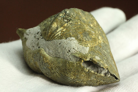 変わり種コレクション黄鉄鉱化した二枚貝の化石（その4）