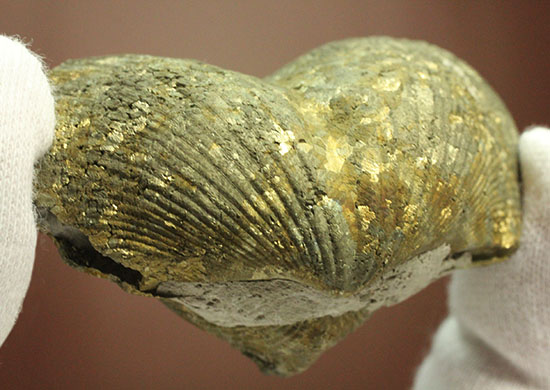変わり種コレクション黄鉄鉱化した二枚貝の化石（その9）