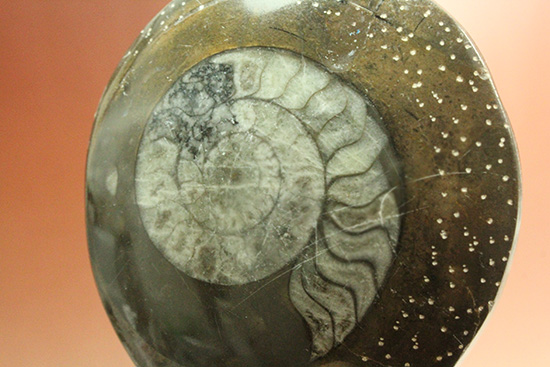 古型の頭足類、ゴニアタイト化石のポリッシュ標本（その2）