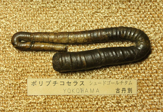 二本木コレクションの中心的存在、宝物を詰め込んだような額装標本をついに発表。(その11)