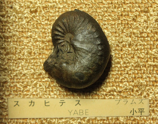 二本木コレクションの中心的存在、宝物を詰め込んだような額装標本をついに発表。(その4)