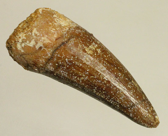 反りの形状が美しいスピノサウルスの歯化石(Spinosaurus)(その1)