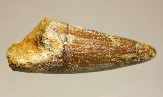 反りの形状が美しいスピノサウルスの歯化石(Spinosaurus)(その2)