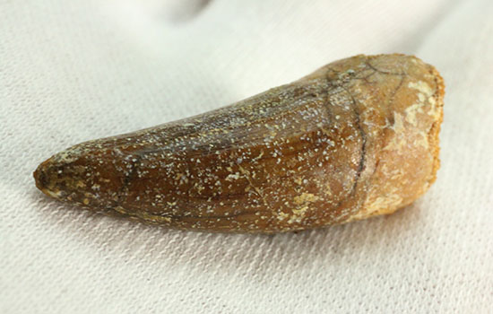 反りの形状が美しいスピノサウルスの歯化石(Spinosaurus)(その6)