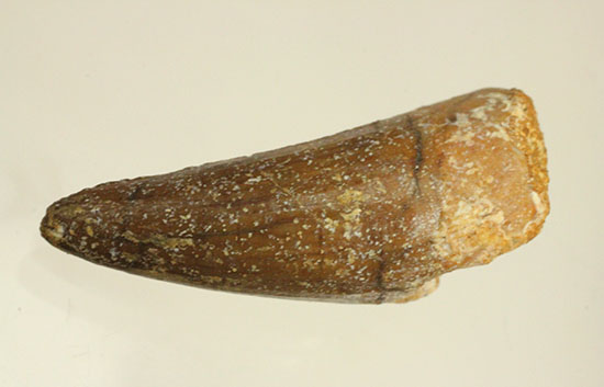 反りの形状が美しいスピノサウルスの歯化石(Spinosaurus)(その7)