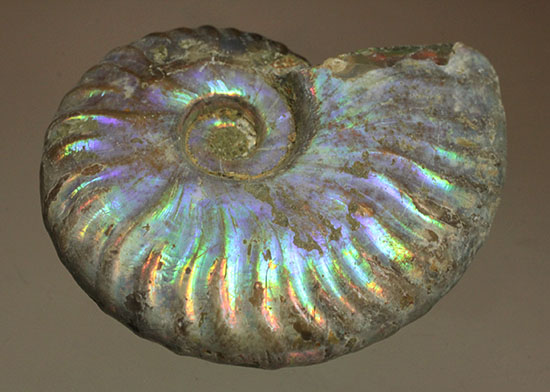 ブルーカラーが特徴の、マダガスカル産イリデッセンスアンモナイト（Ammonite)