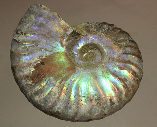 ブルーカラーが特徴の、マダガスカル産イリデッセンスアンモナイト(Ammonite)(その2)