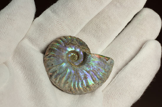 ブルーカラーが特徴の、マダガスカル産イリデッセンスアンモナイト(Ammonite)(その3)