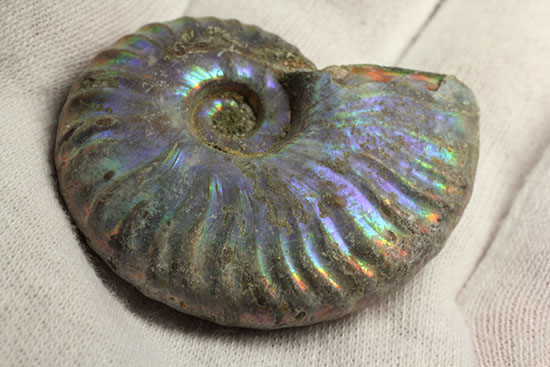 ブルーカラーが特徴の、マダガスカル産イリデッセンスアンモナイト(Ammonite)(その4)