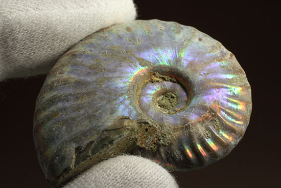 ブルーカラーが特徴の、マダガスカル産イリデッセンスアンモナイト(Ammonite)(その6)