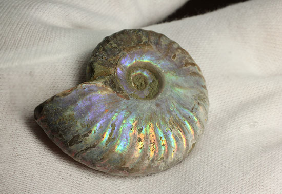 ブルーカラーが特徴の、マダガスカル産イリデッセンスアンモナイト(Ammonite)(その7)