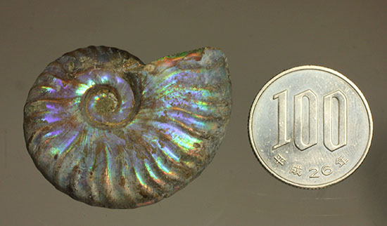 ブルーカラーが特徴の、マダガスカル産イリデッセンスアンモナイト（Ammonite)