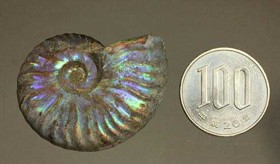 ブルーカラーが特徴の、マダガスカル産イリデッセンスアンモナイト（Ammonite)（その8）