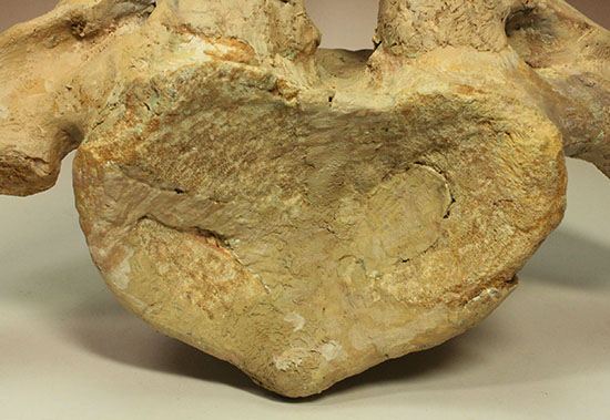 驚愕！絶句！する美品。最大級のカルカロドントサウルス第一脊椎化石（その13）