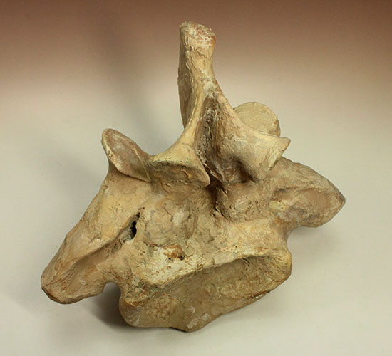 驚愕！絶句！する美品。最大級のカルカロドントサウルス第一脊椎化石（その14）